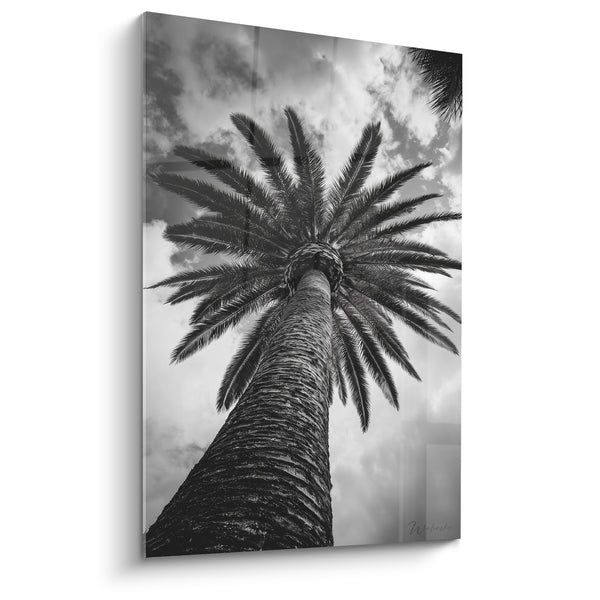 Monochromatisches Schwarz-Weiß-Palmenbild mit abblätternder Rinde - Wolkenverhangener Himmel - Edition Palme