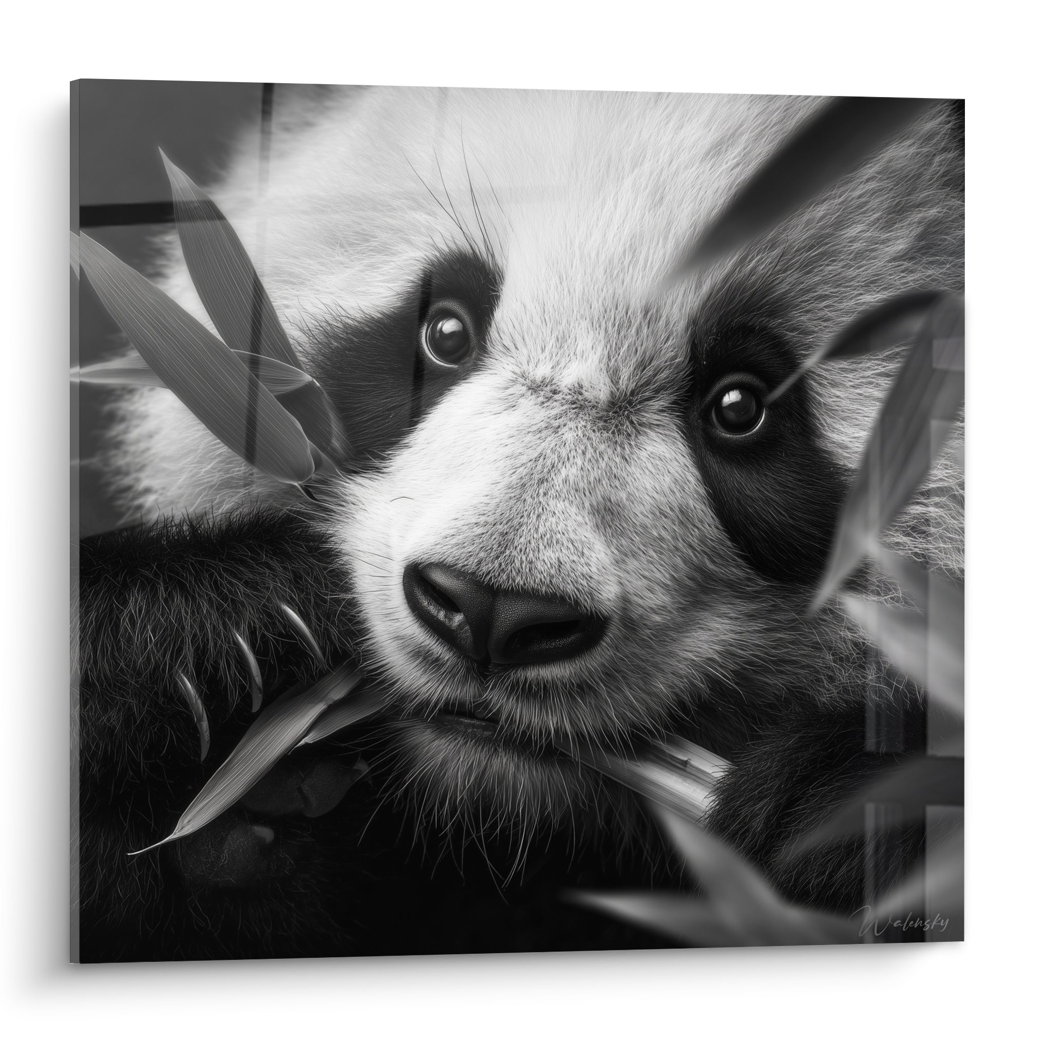 Panda noir et blanc mordillant des feuilles de bambou, regard perçant et pelage texturé