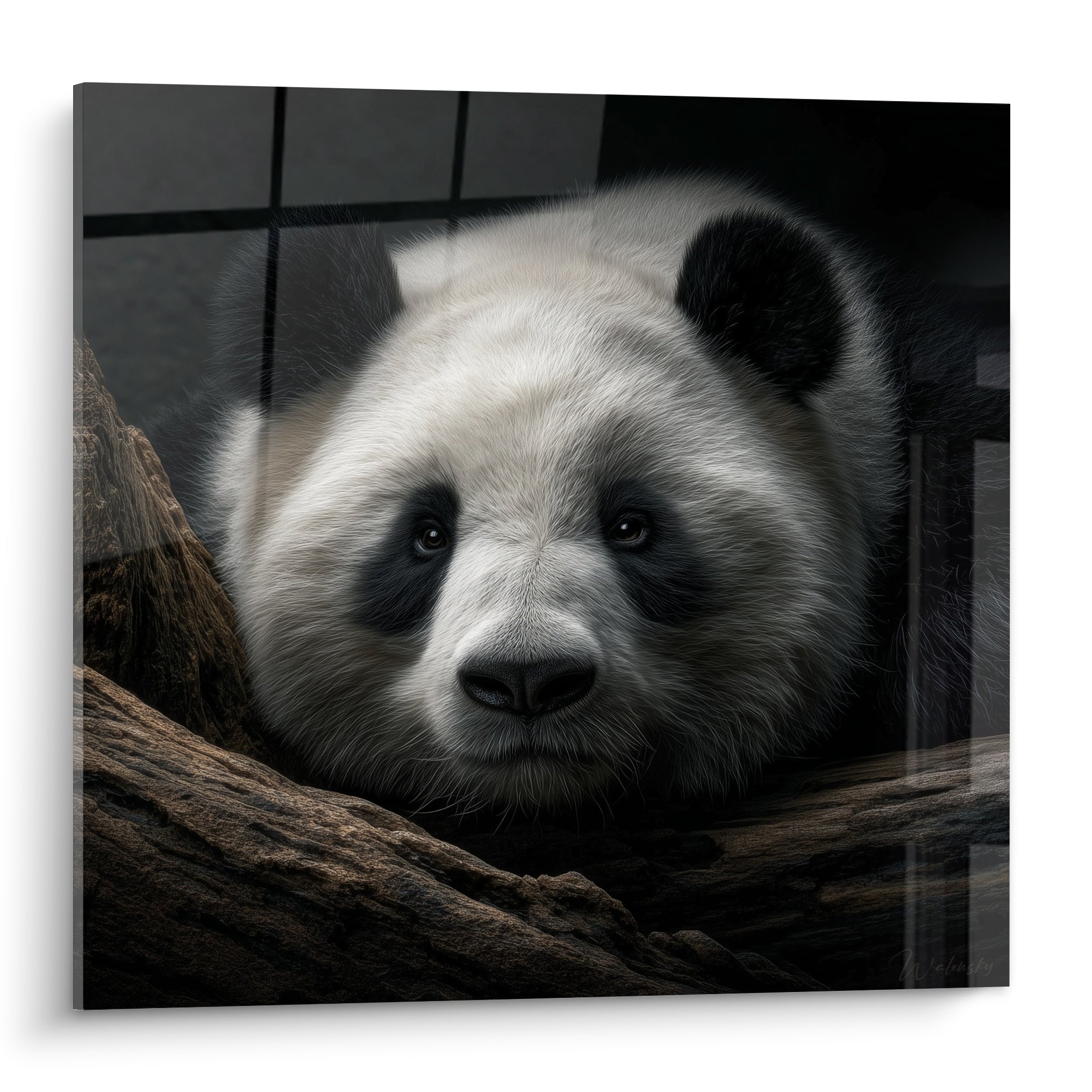 Panda au pelage blanc et noir, tête posée sur une branche brune, regard intense