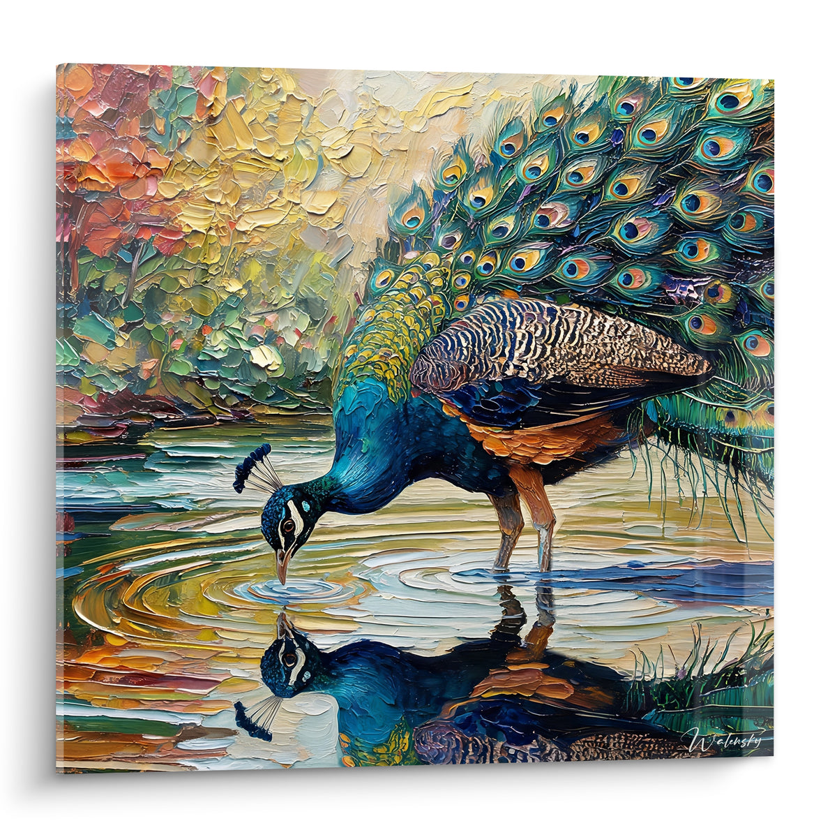 Paon bleu et orangé penché vers l'eau, plumage déployé en ocelles turquoise et doré