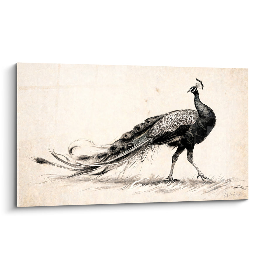 Tableau Paon noir et beige à traîne esquissée - Dessin sur papier ancien - Edition Paon