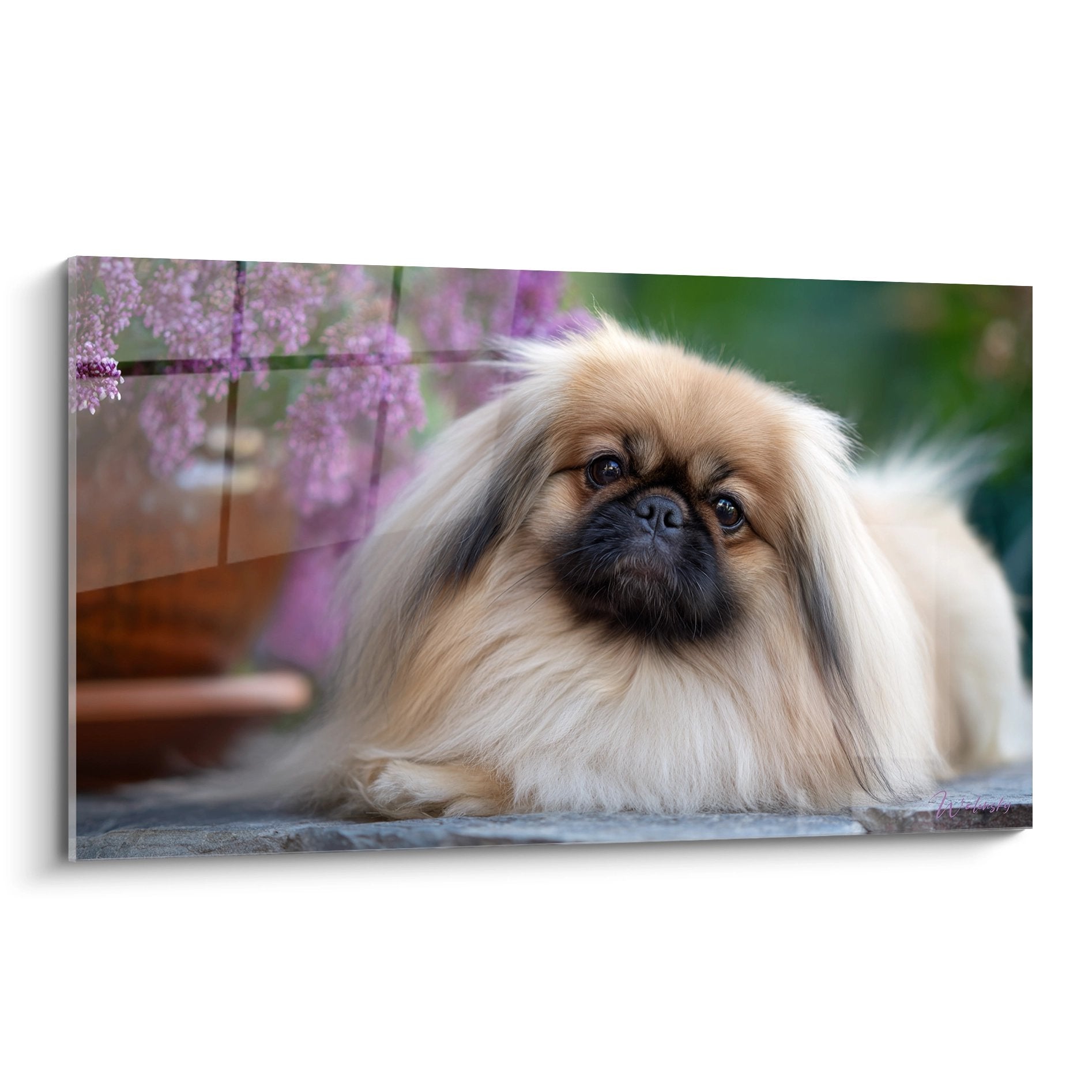 Portrait artistique pekinois poils longs dores fleurs mauves fond naturel regard contemplatif