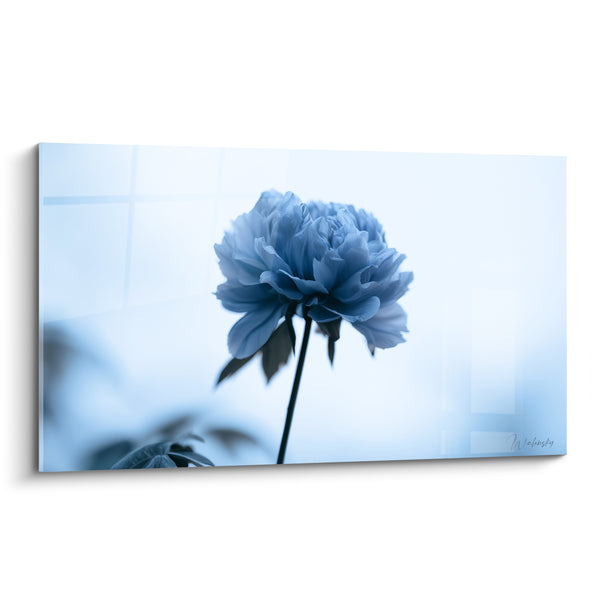 Tableau Pivoine bleu ciel et blanc immaculé - Silence givré - Edition Pivoine