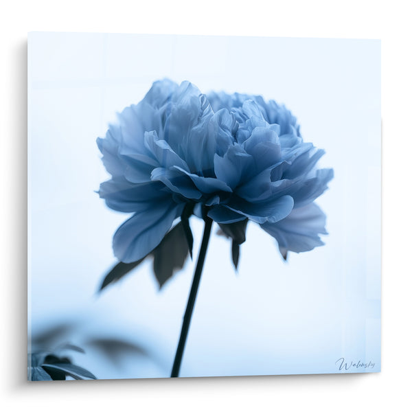 Tableau Pivoine bleu marine aux pétales duveteux - Brume matinale - Edition Pivoine