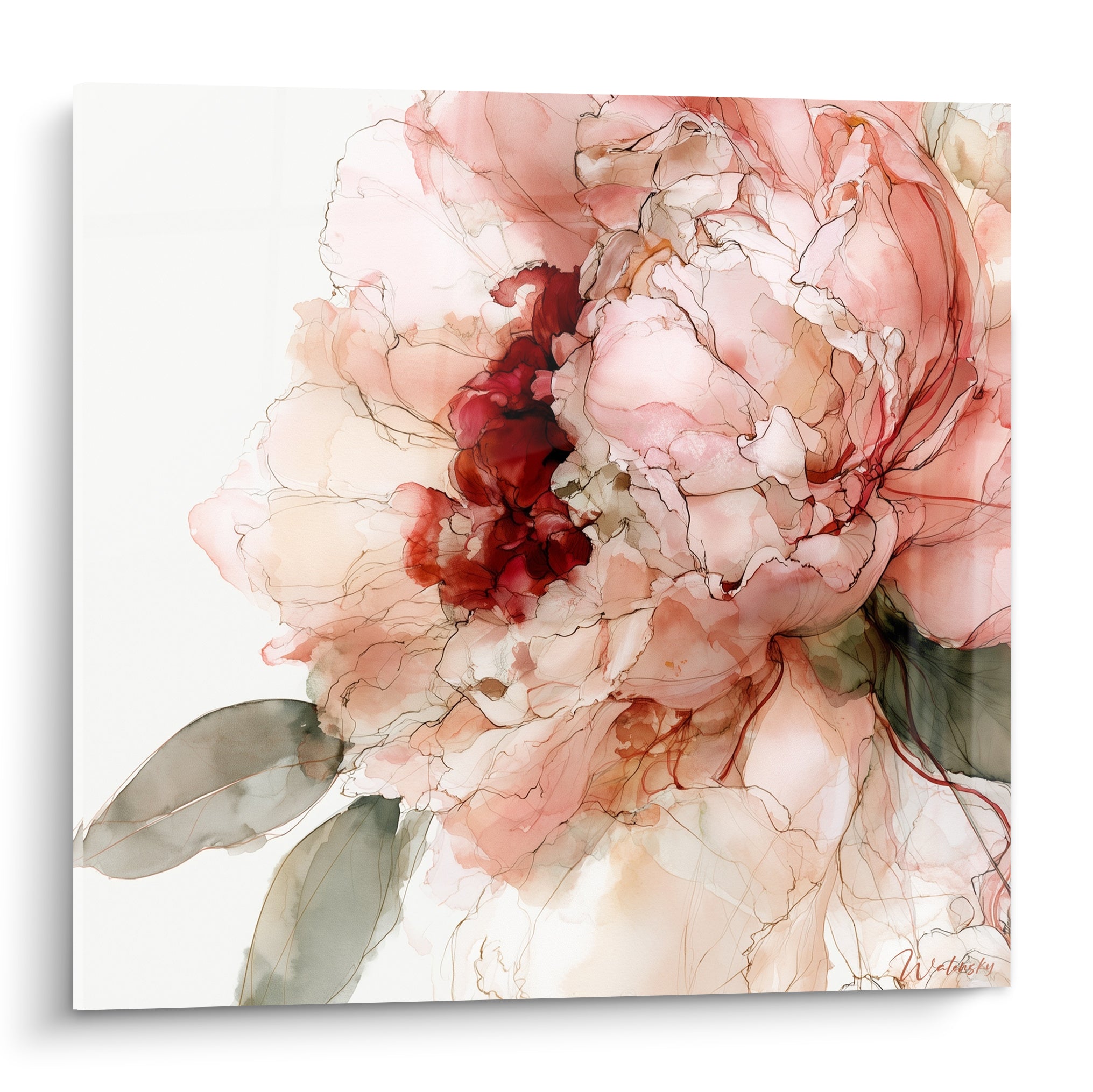 Pivoine aux pétales rose pâle et cœur bordeaux, technique aquarelle sur fond ivoire