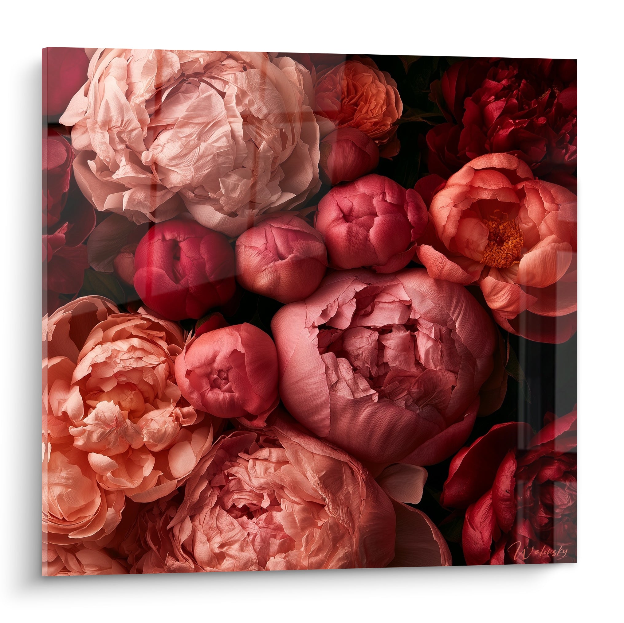 Pivoines roses et bordeaux aux pétales froissés en gros plan sur fond sombre