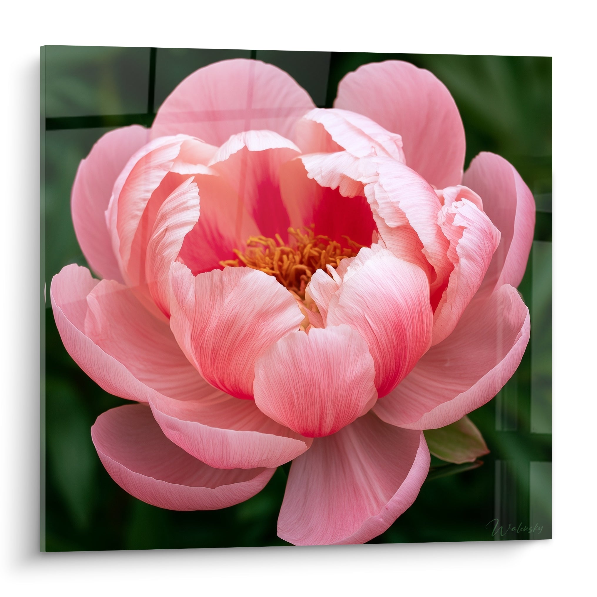 Pivoine rose aux pétales déployés et cœur doré sur fond vert foncé texturé
