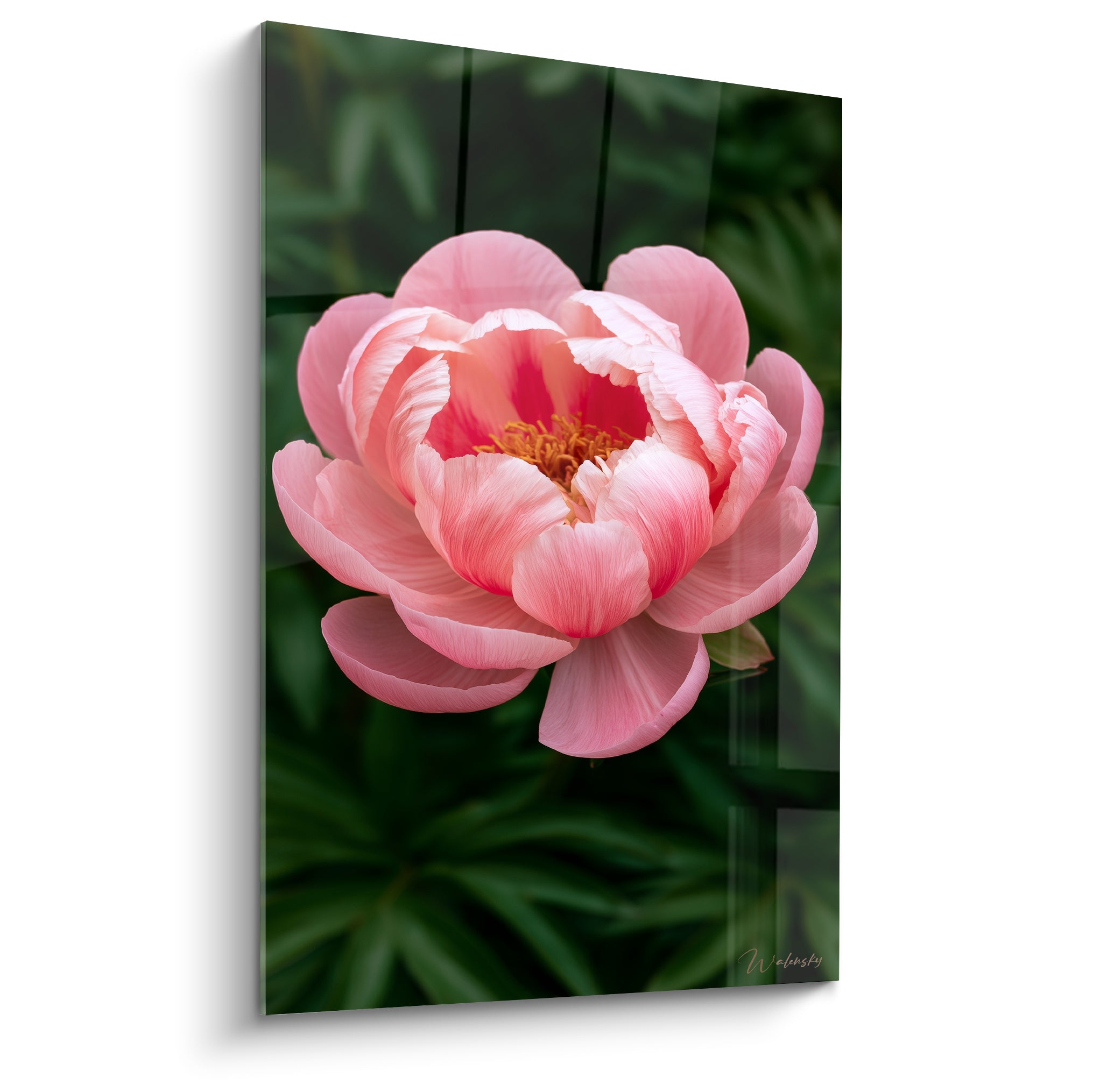 Pivoine rose corail aux pétales veloutés sur fond vert forêt, éclosion florale détaillée