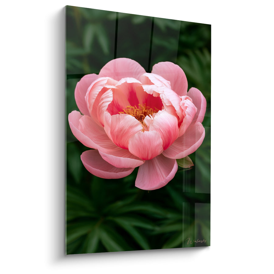 Tableau Pivoine rose et vert profond en gros plan - Étamines orangées vives - Edition Pivoine