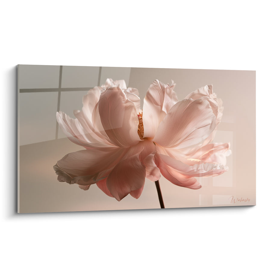 Tableau Pivoine rose pâle et beige aux pétales translucides - Tige unique rétroéclairée - Edition Pivoine