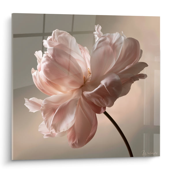 Tableau Pivoine rose pâle aux pétales déployés - Éveil délicat - Edition Pivoine