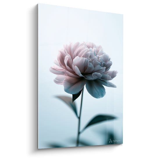 Tableau Pivoine rose et bleu pâle solitaire sur tige unique - Feuillage flou en arrière-plan - Edition Pivoine
