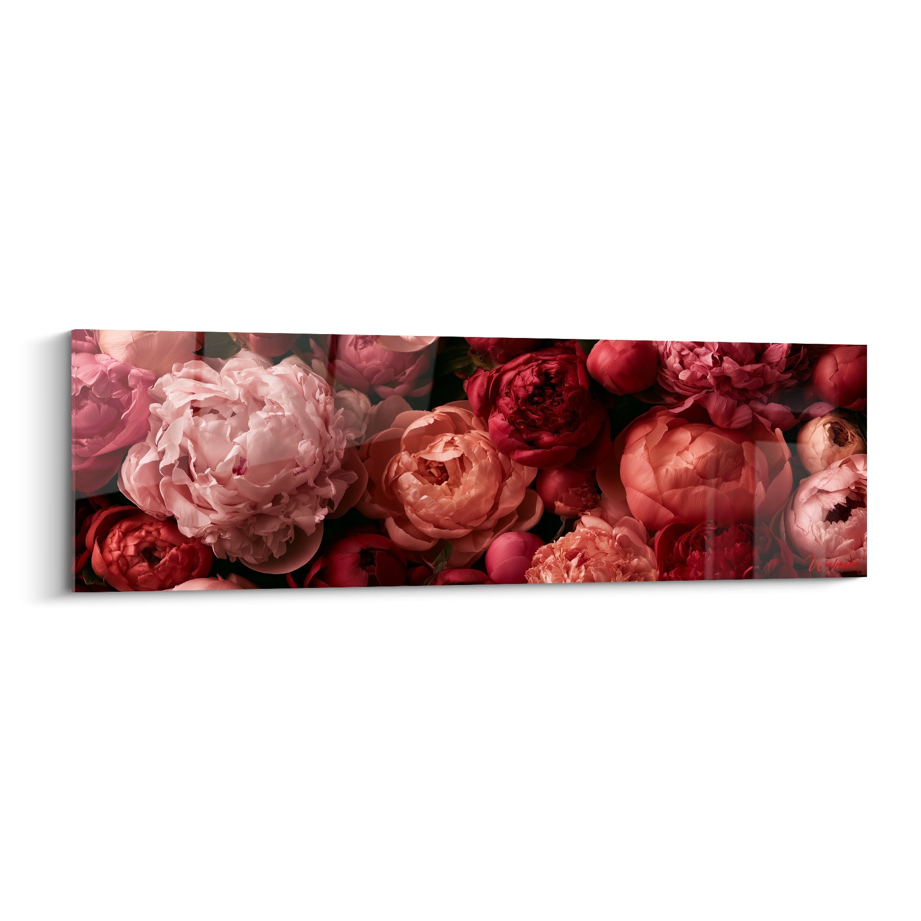 Pivoines roses et corail en bouquet dense, pétales satinés sur fond sombre