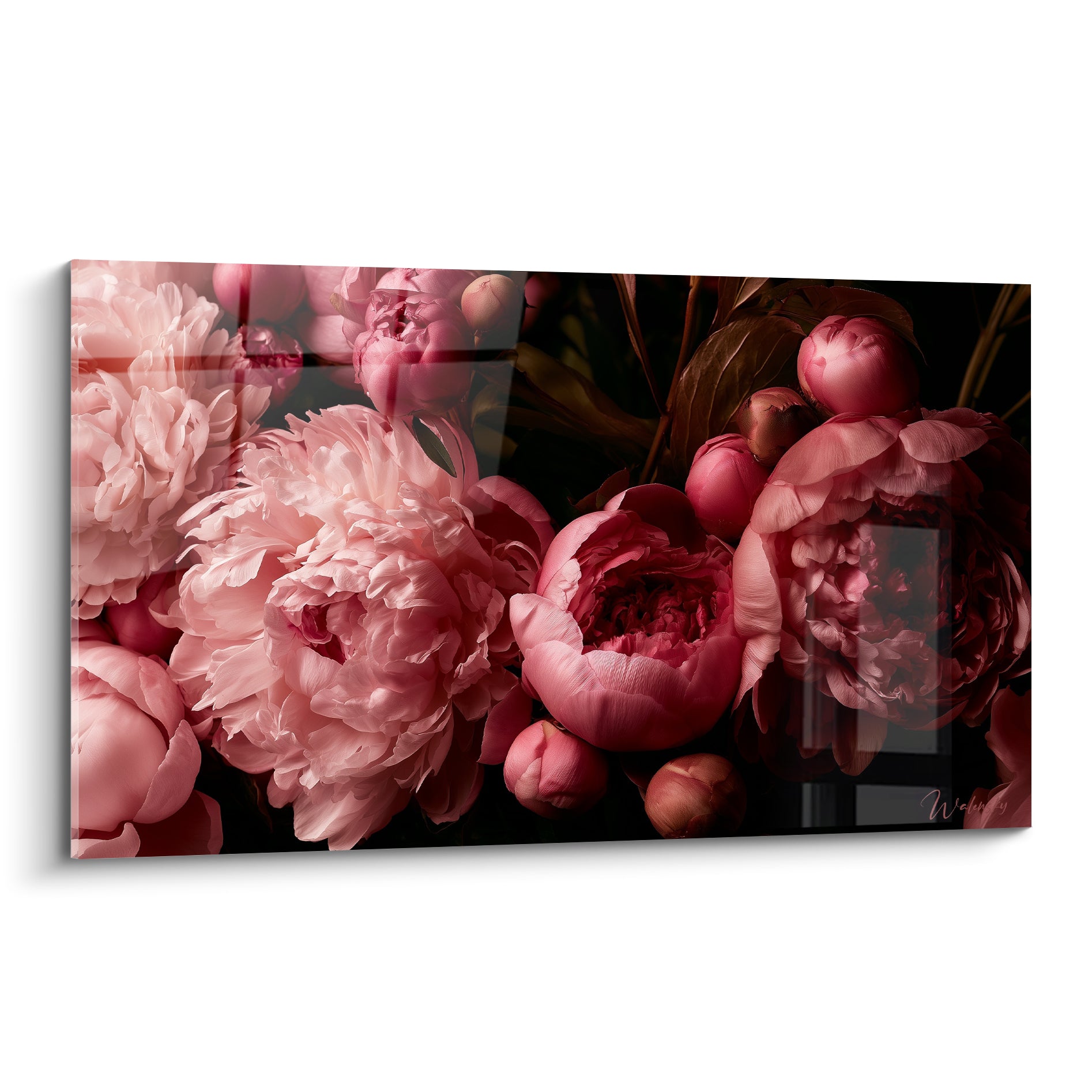 Pivoines roses et corail éclosent sur un fond noir profond, pétales froissés en gros plan photographique