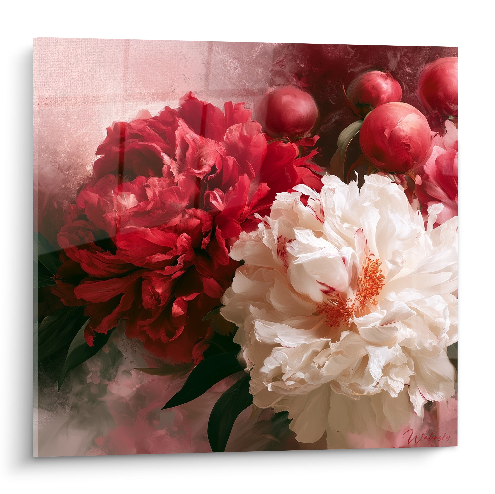 Pivoines rouge carmin et blanc crème aux pétales froissés sur fond rose brumeux