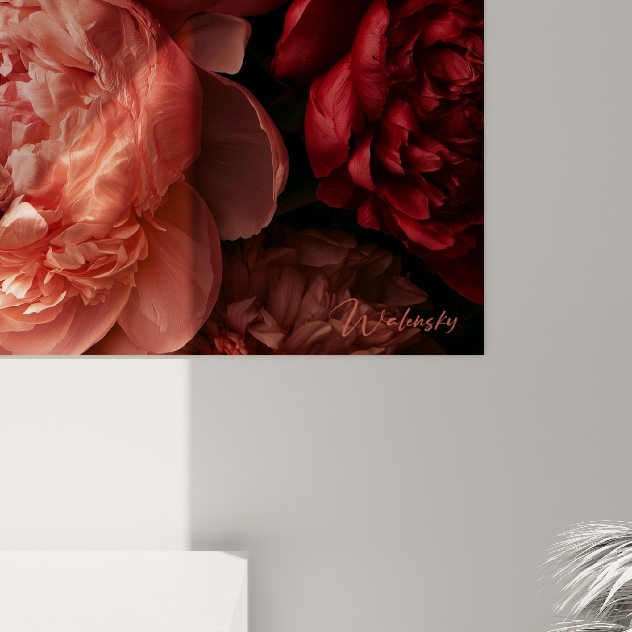 Pétales veloutés de pivoine corail et rose pâle, reflets lumineux sur surface brillante
