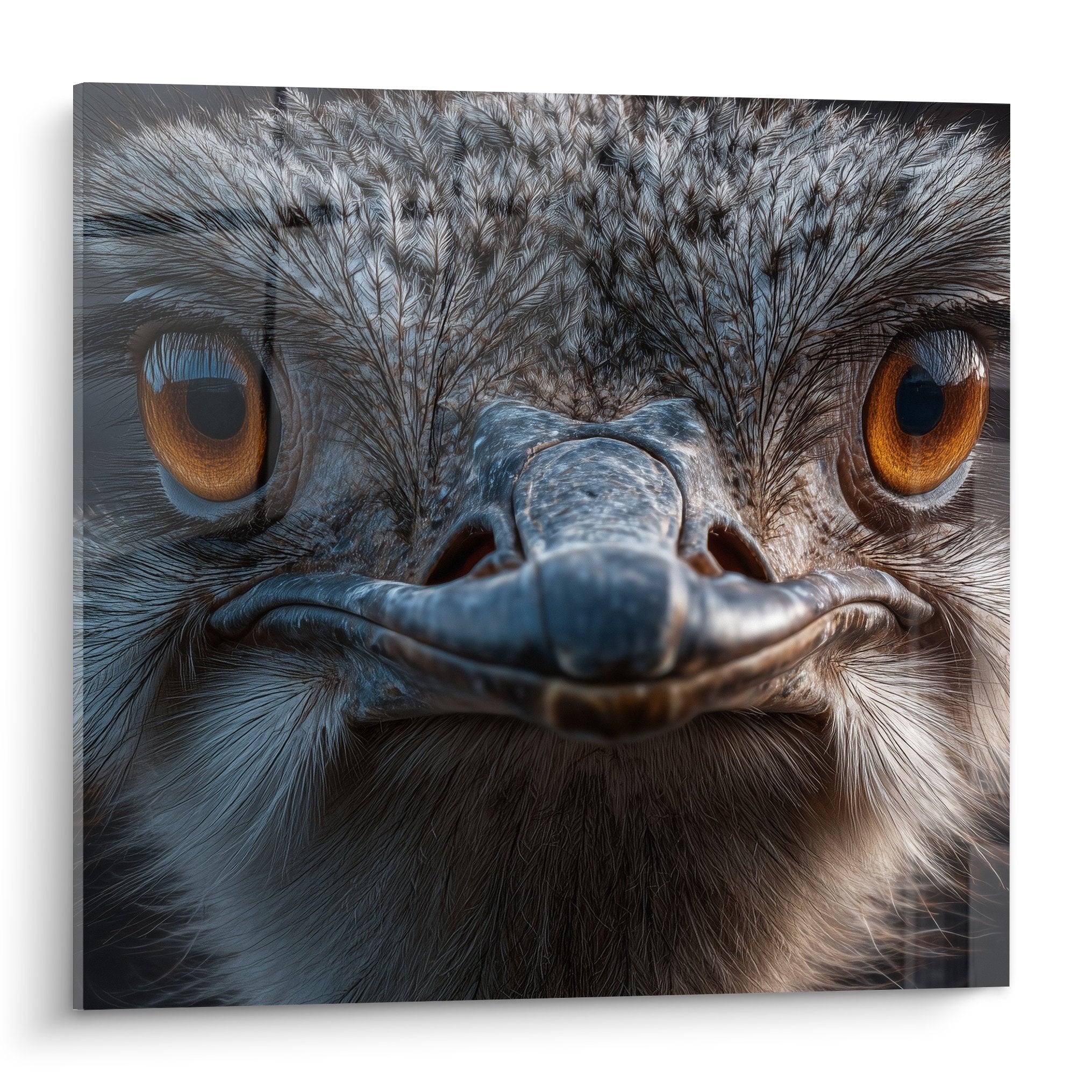 Portrait frontal d'autruche aux yeux ambrés perçants et plumage gris-brun détaillé sur tableau mural