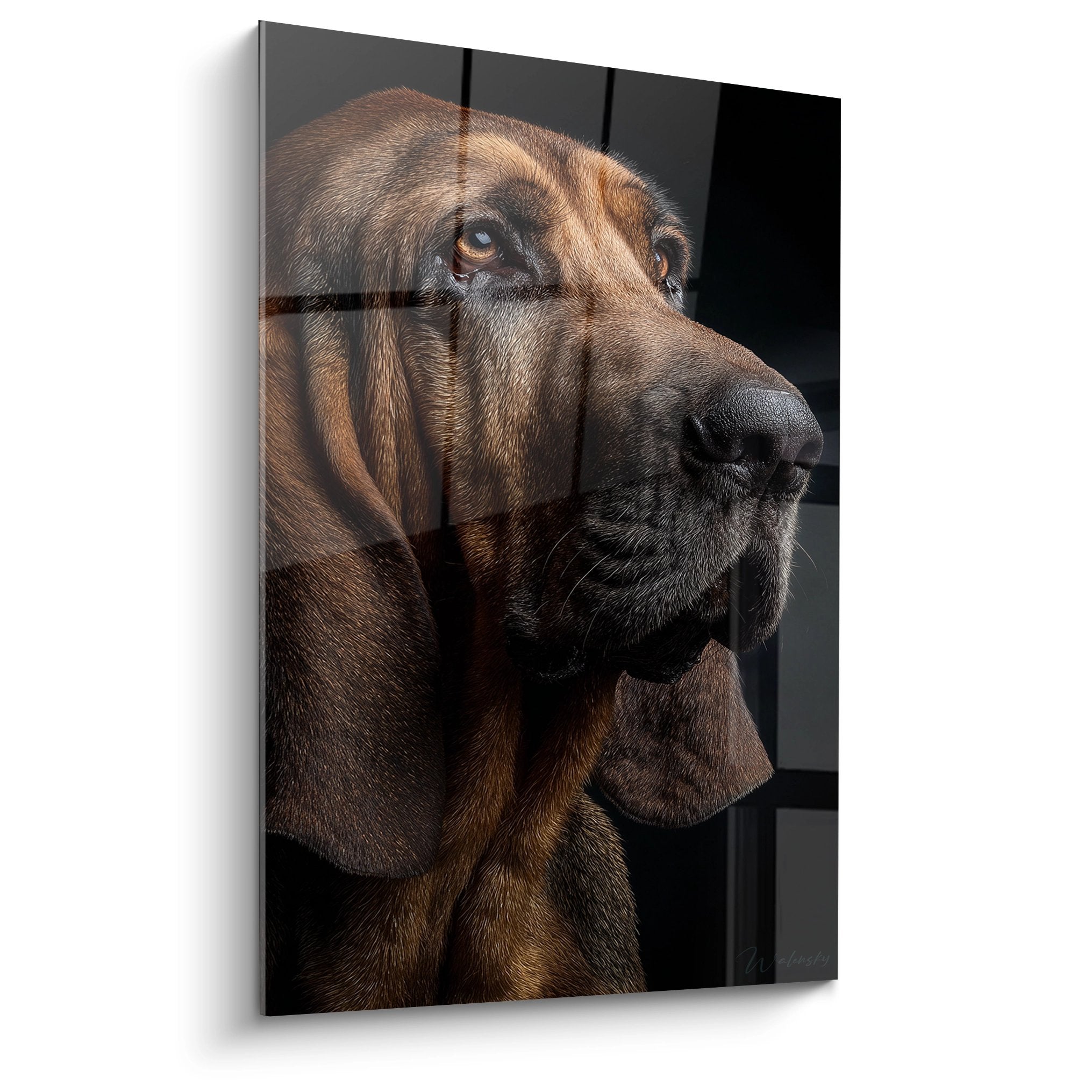 Portrait de Bloodhound aux tons bruns et yeux ambrés sur fond noir, regard contemplatif et expressif