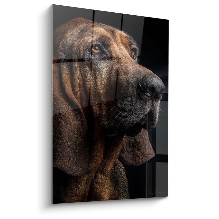 Tableau Portrait Canin Brun aux Yeux Ambrés - Regard Contemplatif - Edition Bloodhound