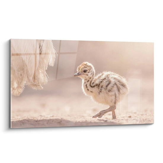 Poussin d'autruche aux tons dorés et beiges sur sol sablonneux avec lumière naturelle chaleureuse