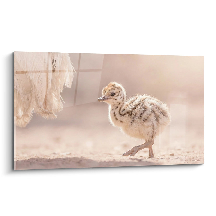 Tableau Poussin d'Autruche aux Tons Dorés et Beiges - Tendresse Naturelle - Edition Autruche
