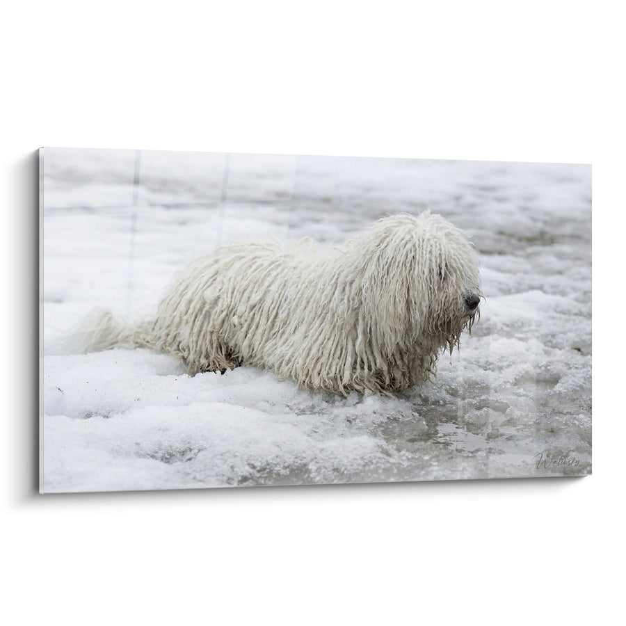 Tableau Chien aux Poils Longs Blancs dans la Neige - Pelage d'Hiver - Edition Puli