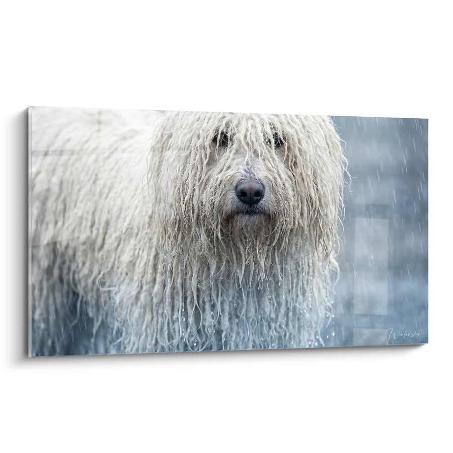 Tableau Chien Blanc aux Longs Poils sous la Pluie - Tempête Apaisée - Edition Puli