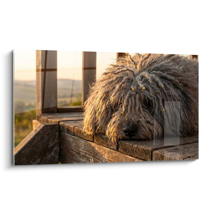 Tableau Chien aux Poils Gris Bouclés sur Terrasse Bois - Repos Doré - Edition Puli