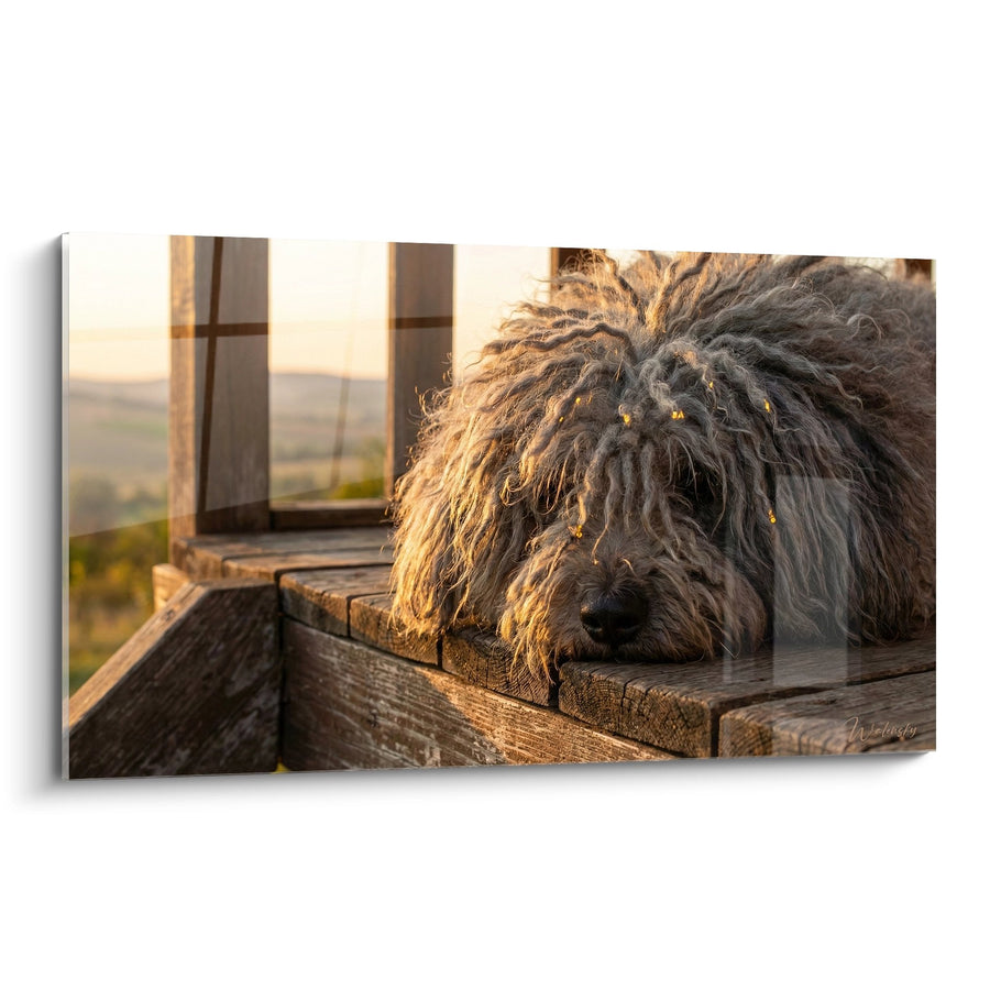 Tableau Chien aux Poils Gris Bouclés sur Terrasse Bois - Repos Doré - Edition Puli
