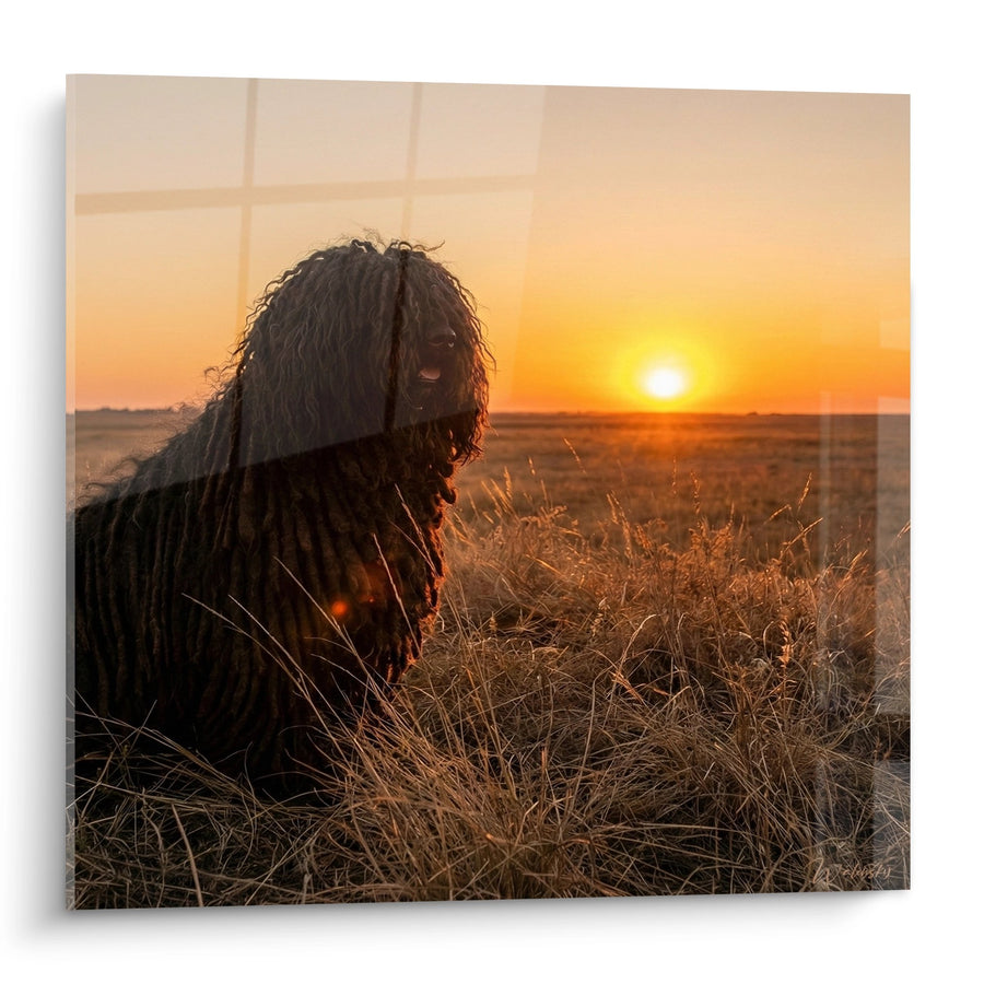 Tableau Chien aux Poils Longs dans les Herbes au Coucher de Soleil - Lumière Dorée - Edition Puli