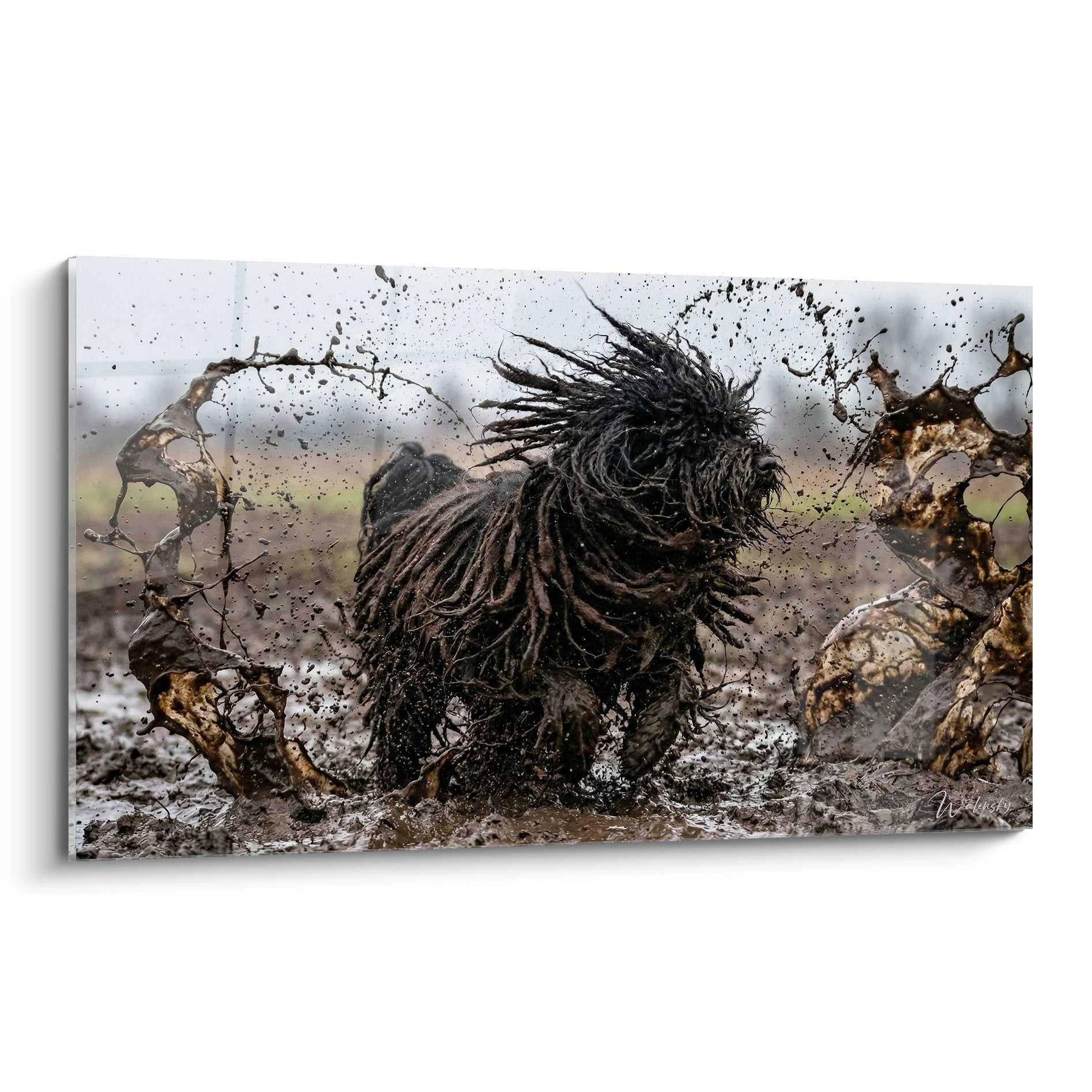 Tableau puli chien dreadlocks bondissant boue eclaboussures mouvement dynamique art canin