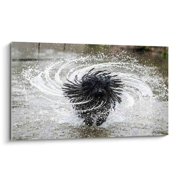 Cuadro Perro Negro Salpicaduras de Agua Dinámico - Movimiento Acuático - Edición Puli