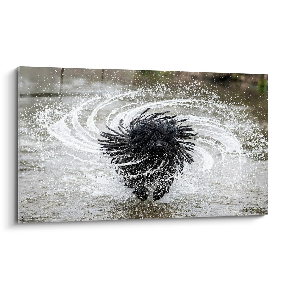 Tableau Chien Noir Éclaboussures d'Eau Dynamique - Mouvement Aquatique - Edition Puli