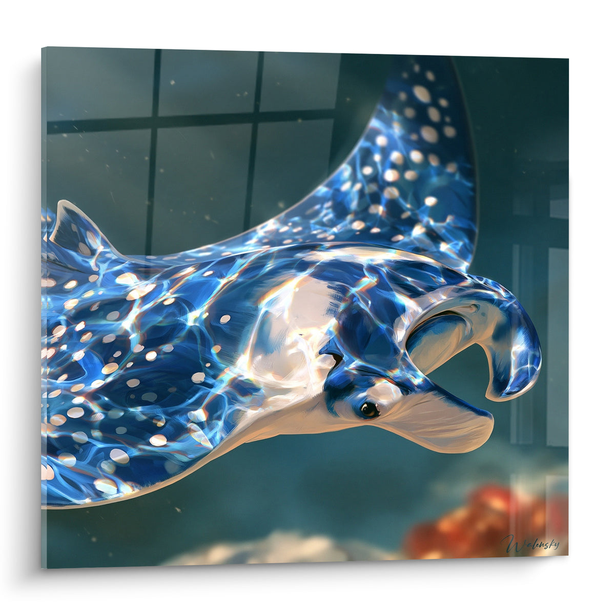 Raie manta bleu marine et blanche en pleine nage, reflets argentés sur peau texturée