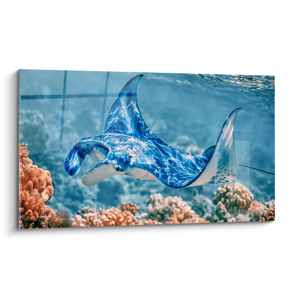 Tableau Raie manta bleue et blanche près des coraux - Surface miroitante de l'eau - Edition Raie manta