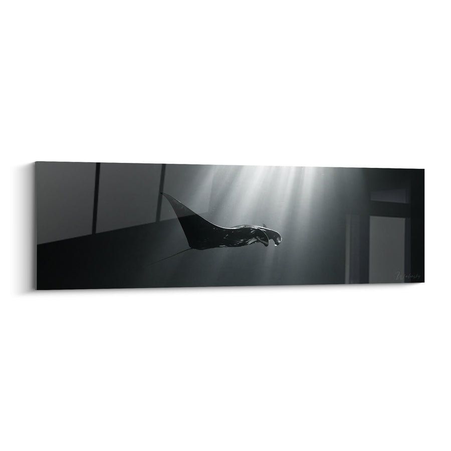 Tableau Raie noire et grise sous faisceau vertical - Colonne de lumière - Edition Raie manta