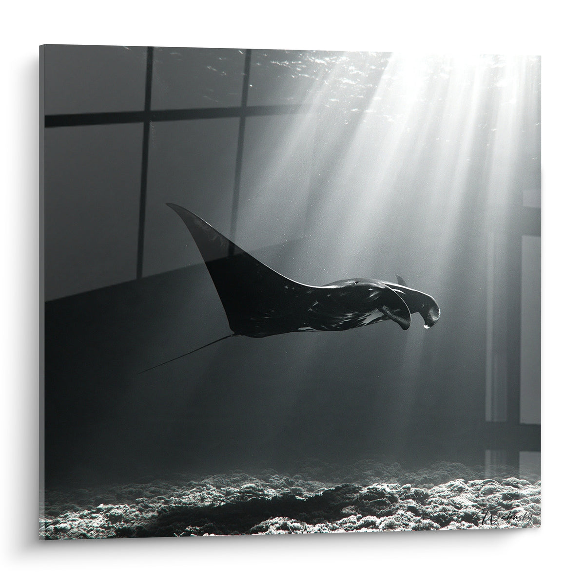Raie manta noire glissant sous des rayons de lumière blanche dans l'obscurité marine