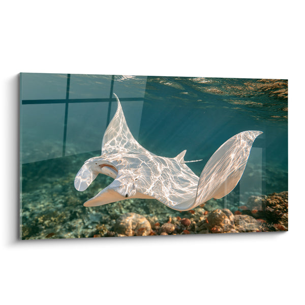 Tableau Raie manta blanche aux reflets turquoise - Ballet sous-marin - Edition Raie manta