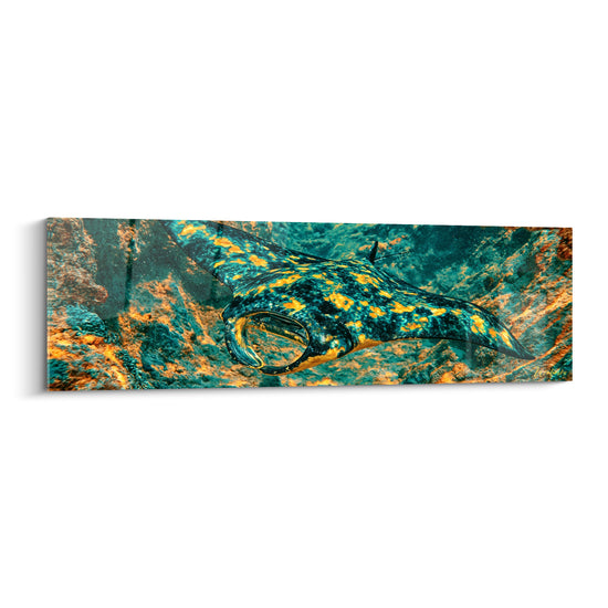 Tableau Raie tachetée turquoise et cuivre entre les rochers - Cornes céphaliques déployées - Edition Raie manta