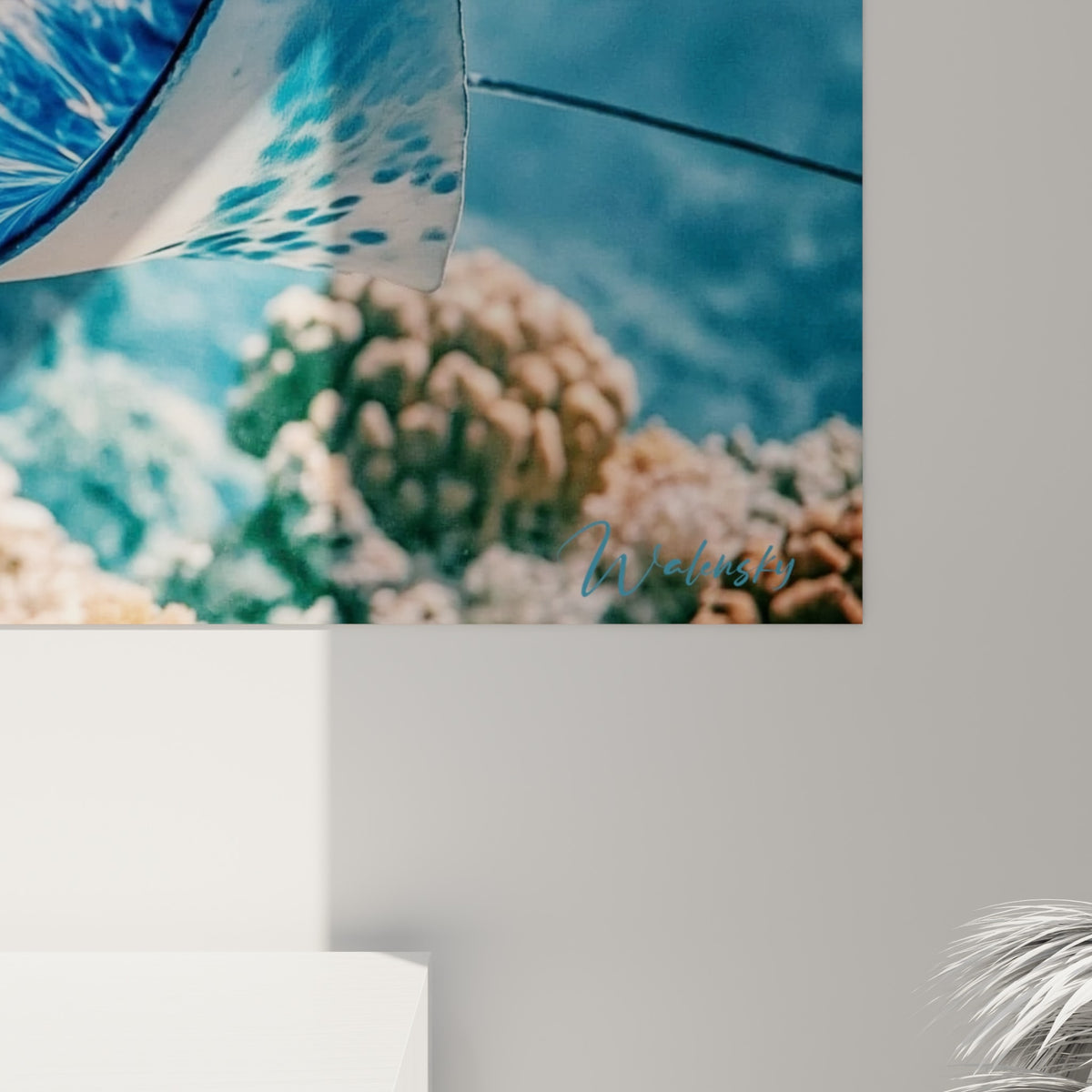 Détail de la nageoire bleue et blanche de la raie manta, texture et reflets d'eau visibles de près