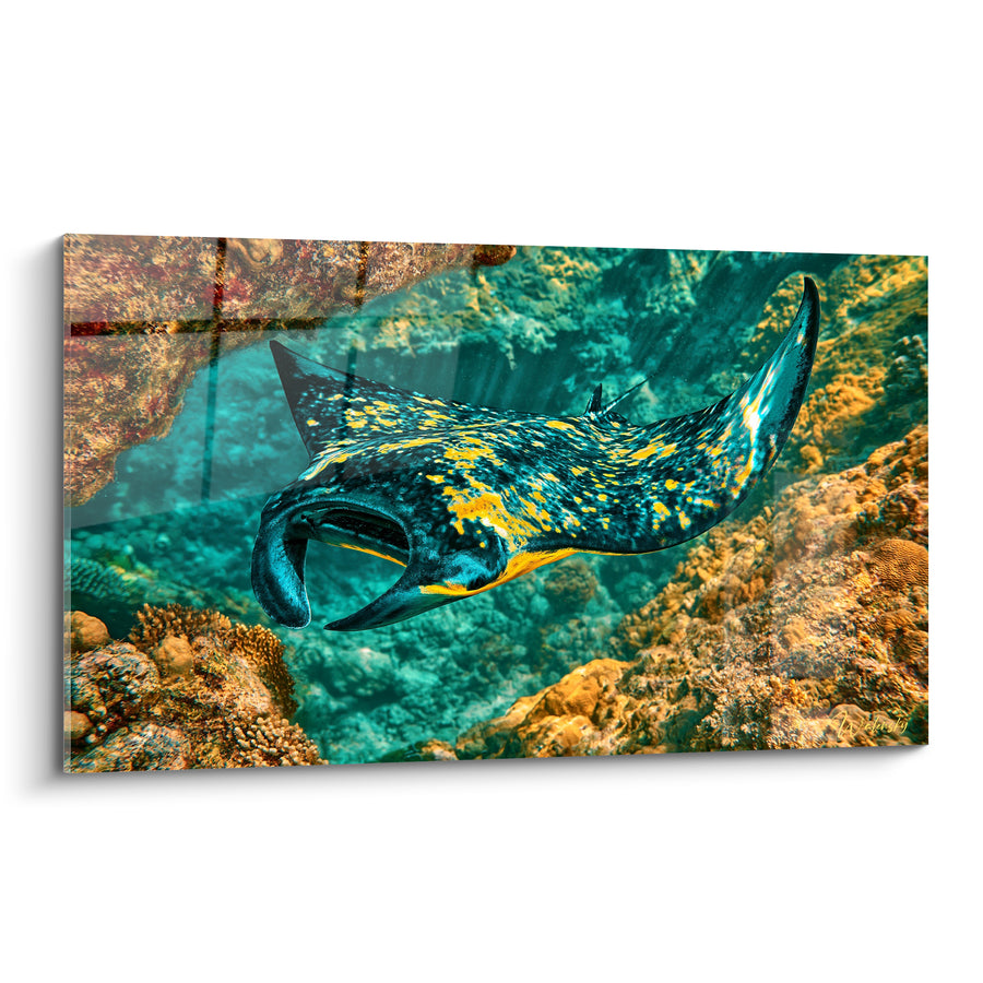 Tableau Raie manta noire tachetée dorée sur récif turquoise - Vol silencieux - Edition Raie manta