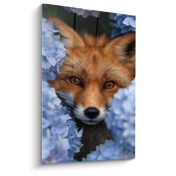 Tableau Renard roux visage encadré d'hortensias bleu lavande - Truffe noire humide - Edition Renard