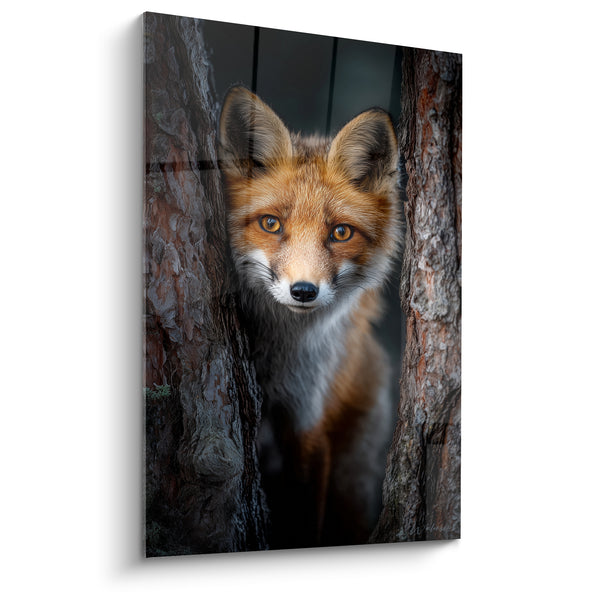 Tableau Roux au pelage orange et blanc apparu entre deux pins - Regard fixe et intense - Edition Renard
