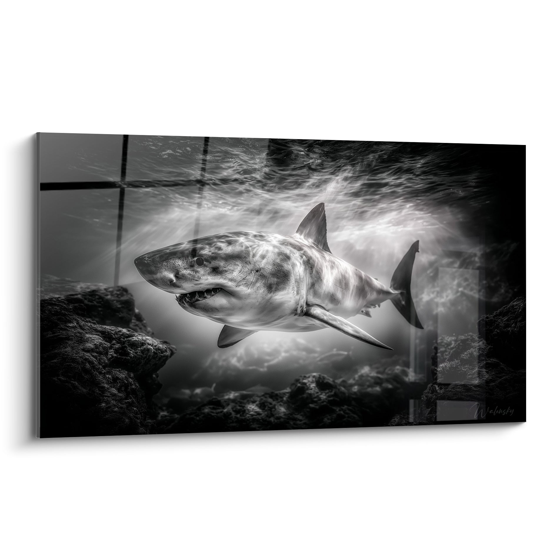 Requin blanc aux nageoires déployées entre rochers anthracite et lumière filtrante en noir et blanc
