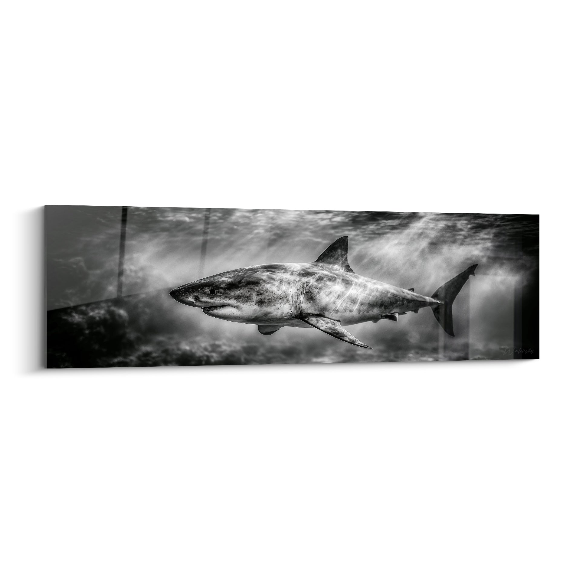 Requin gris et blanc traversant des rayons lumineux, corps texturé, fond sombre vaporeux