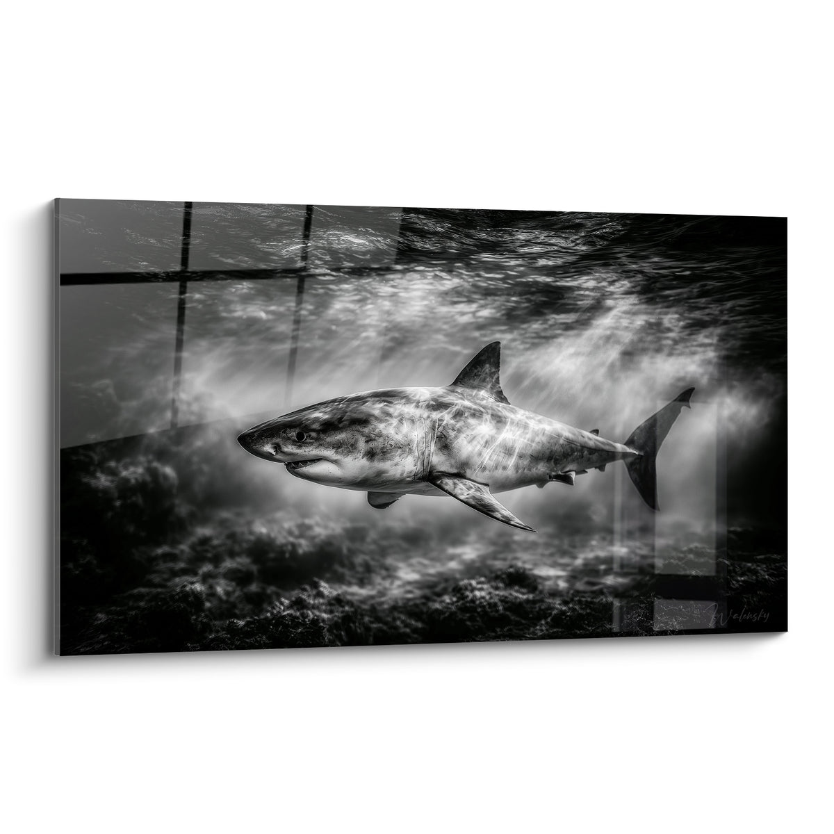 Requin blanc et gris anthracite nageant sous des faisceaux de lumière filtrée