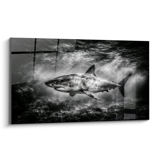 Requin blanc et gris anthracite nageant sous des faisceaux de lumière filtrée