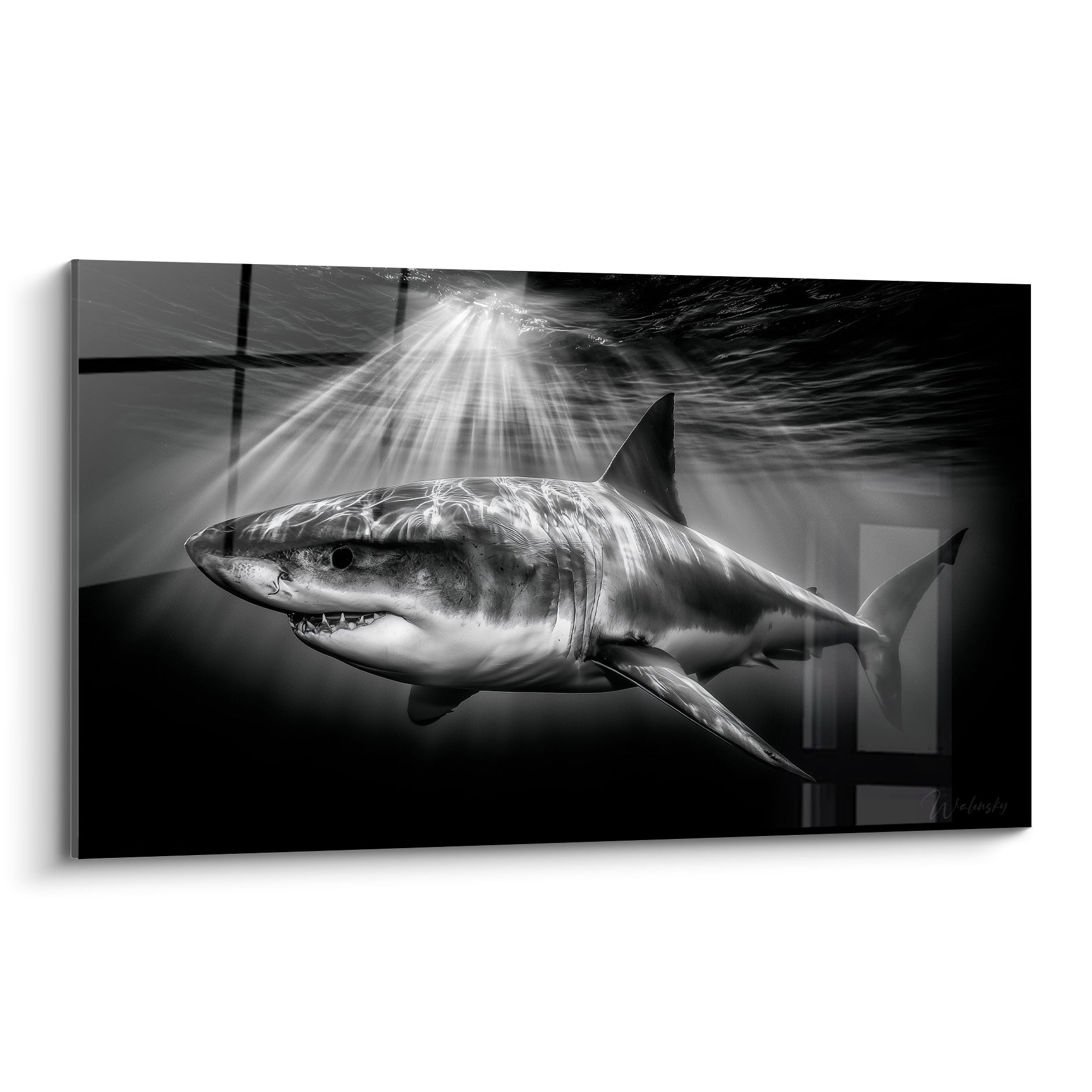 Requin gris et blanc à la gueule entrouverte, traversé par des rayons de lumière sous-marine