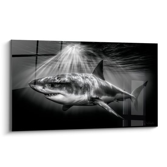 Requin gris et blanc à la gueule entrouverte, traversé par des rayons de lumière sous-marine