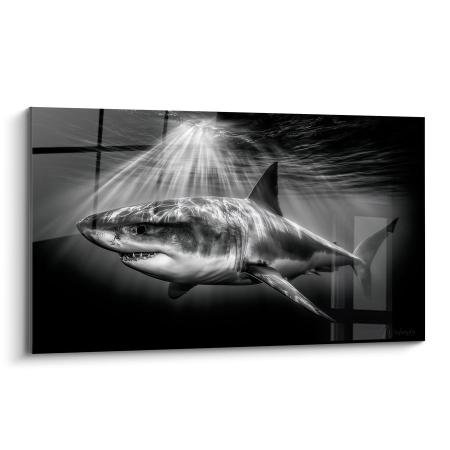 Tableau Requin blanc noir et gris sous les rayons - Silence des abysses - Edition Requin